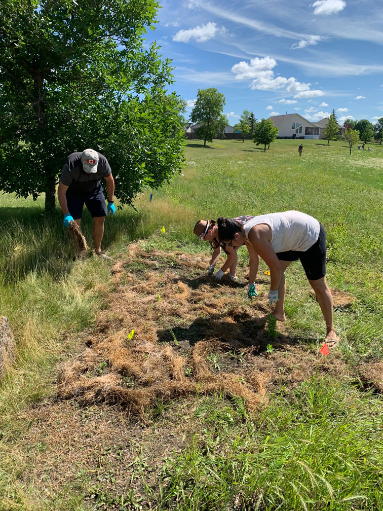 Wild Flowers Planting - Image 8